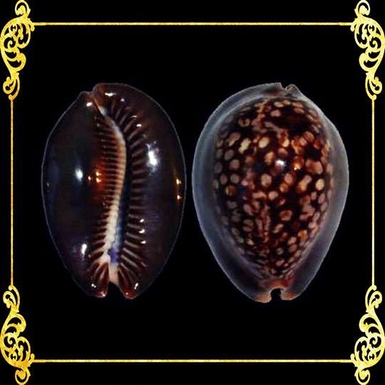 Cyprea Mauritiana | Humpback Cowrie | 1- 4 Inches