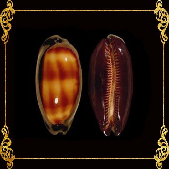 Cyprea Talpa | Mole Cowrie | 1 - 3 Inches