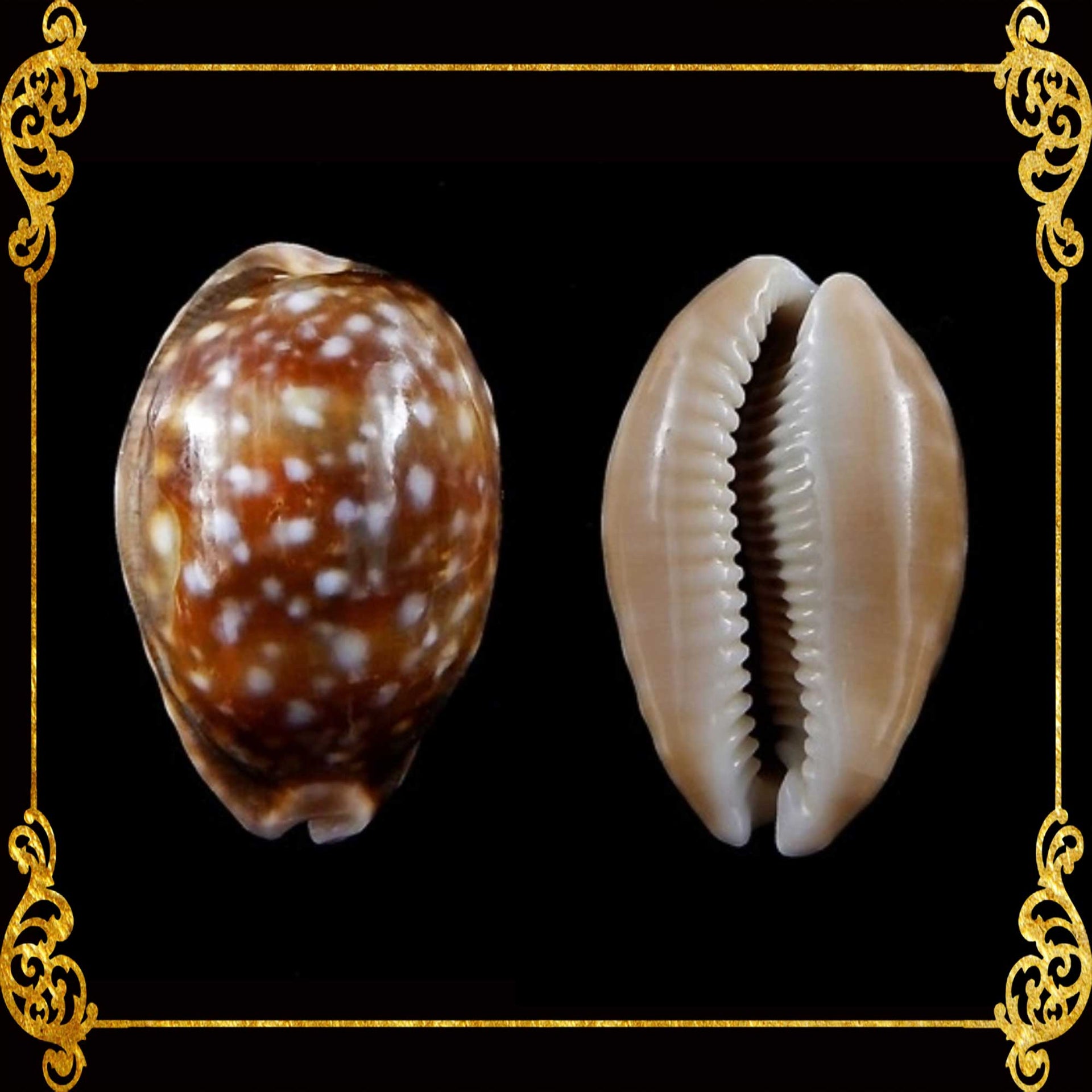 Cyprea Vittelus | Lyncina Vitellus | 1 - 3.9 Inches