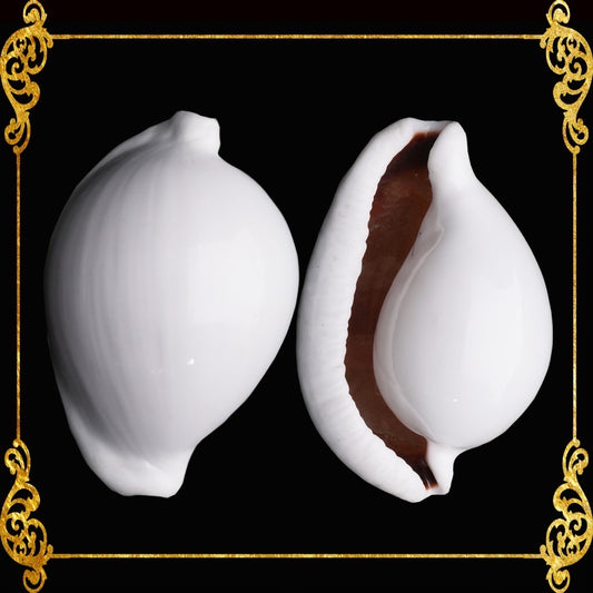 Egg Shell | Common Egg Cowrie | 2 - 4 Inches