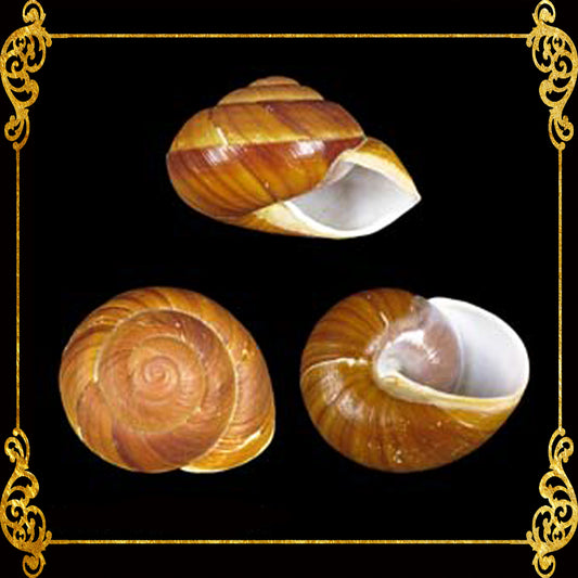 Ensaymada | Polished Muffin |1 - 3 Inches