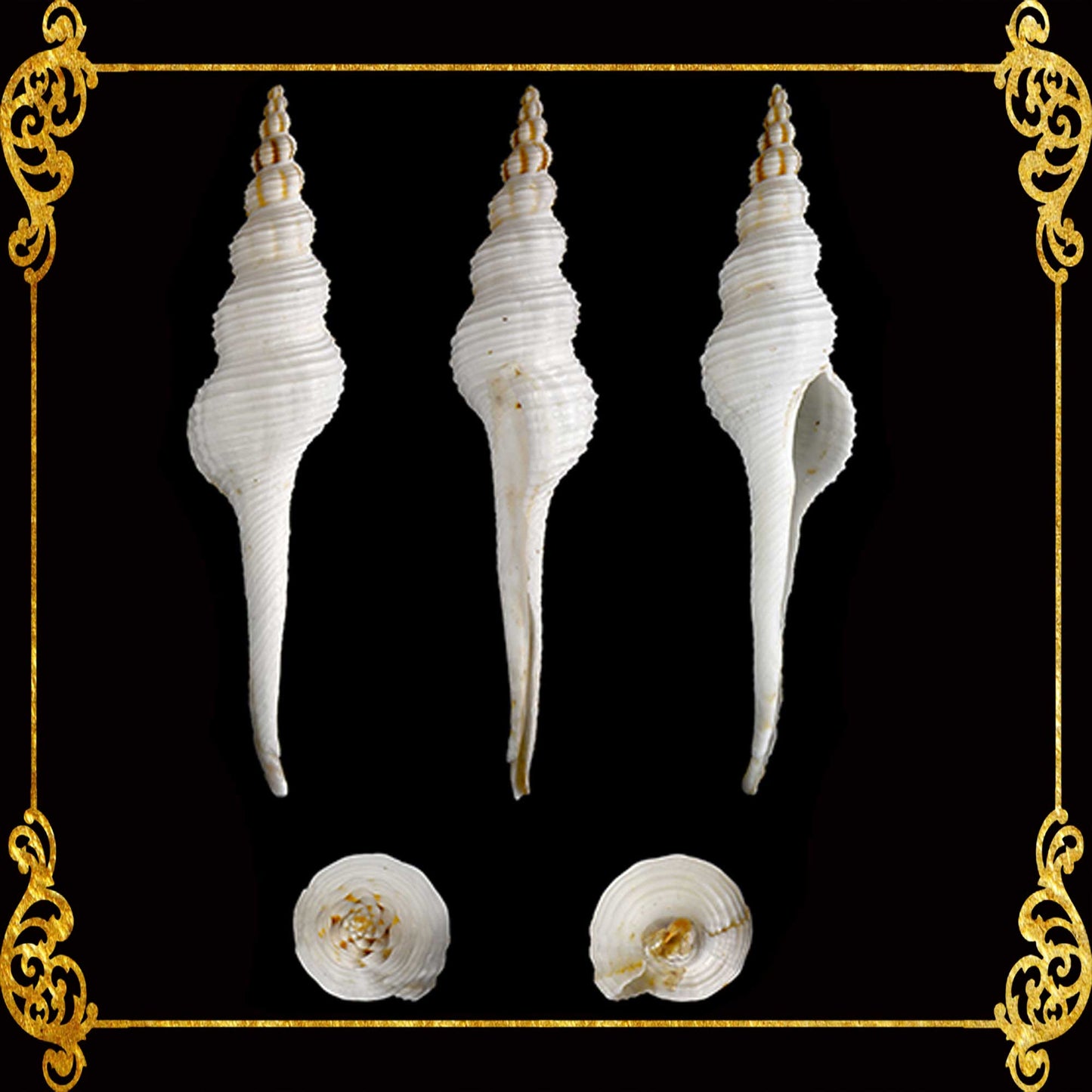 Fusinus Colus | Distaff Spindle | Pleuroploca Trapezium | 4 - 7 Inches | Large