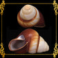 Goling Goling | Tiger Land Snail Shells | 2 - 2.5 Inches