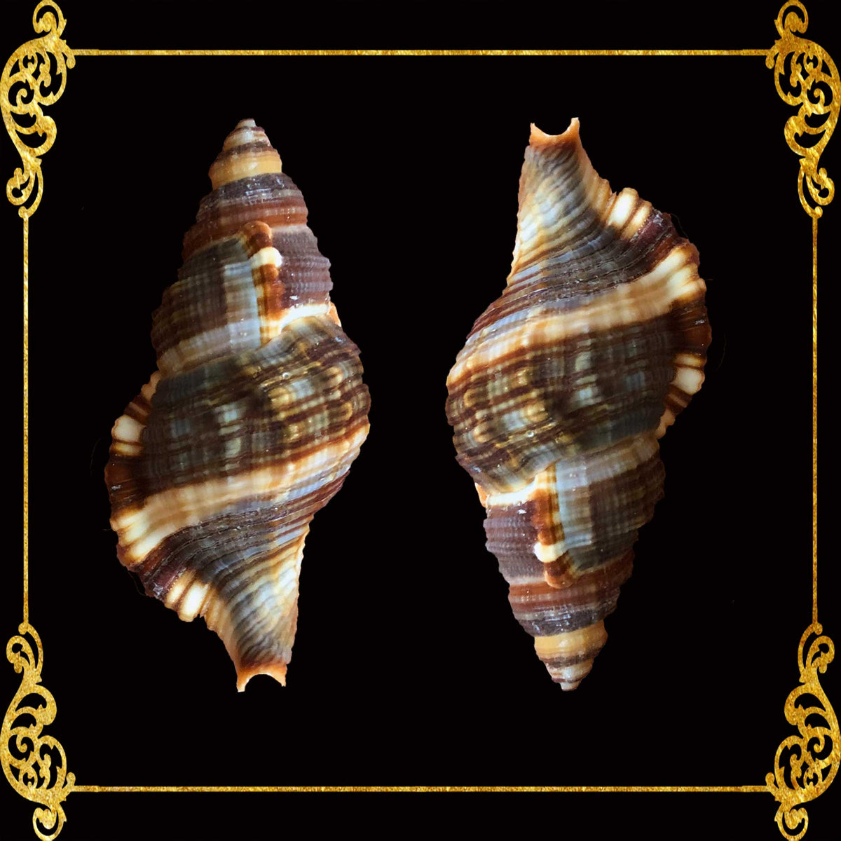 Hairy Triton | Common Hairy Triton | 1- 3.9 Inches