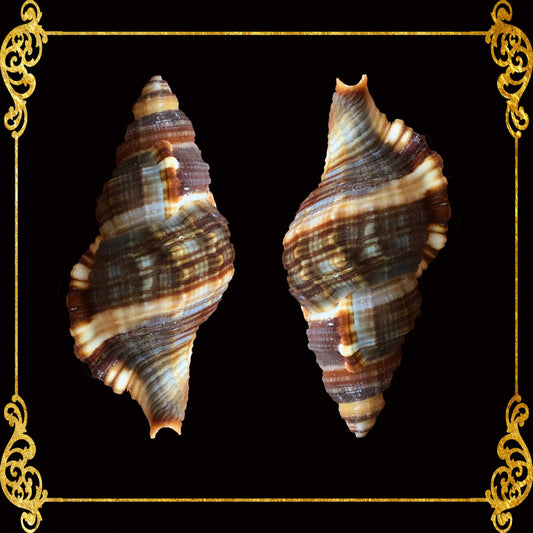 Hairy Triton | Common Hairy Triton | 2 - 3.5 Inches