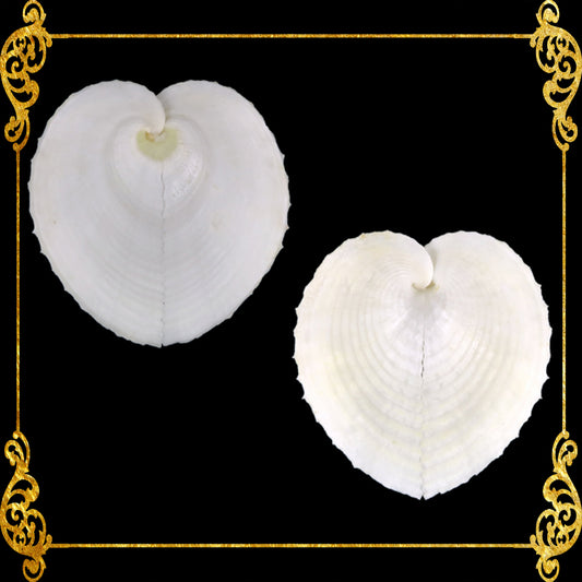 Heart Shell | True Heart Cockle | 1 - 1.8 Inches