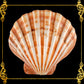 Lions Paw | Lyropecten Nodosa | Polished | 4 - 6 Inches | Large