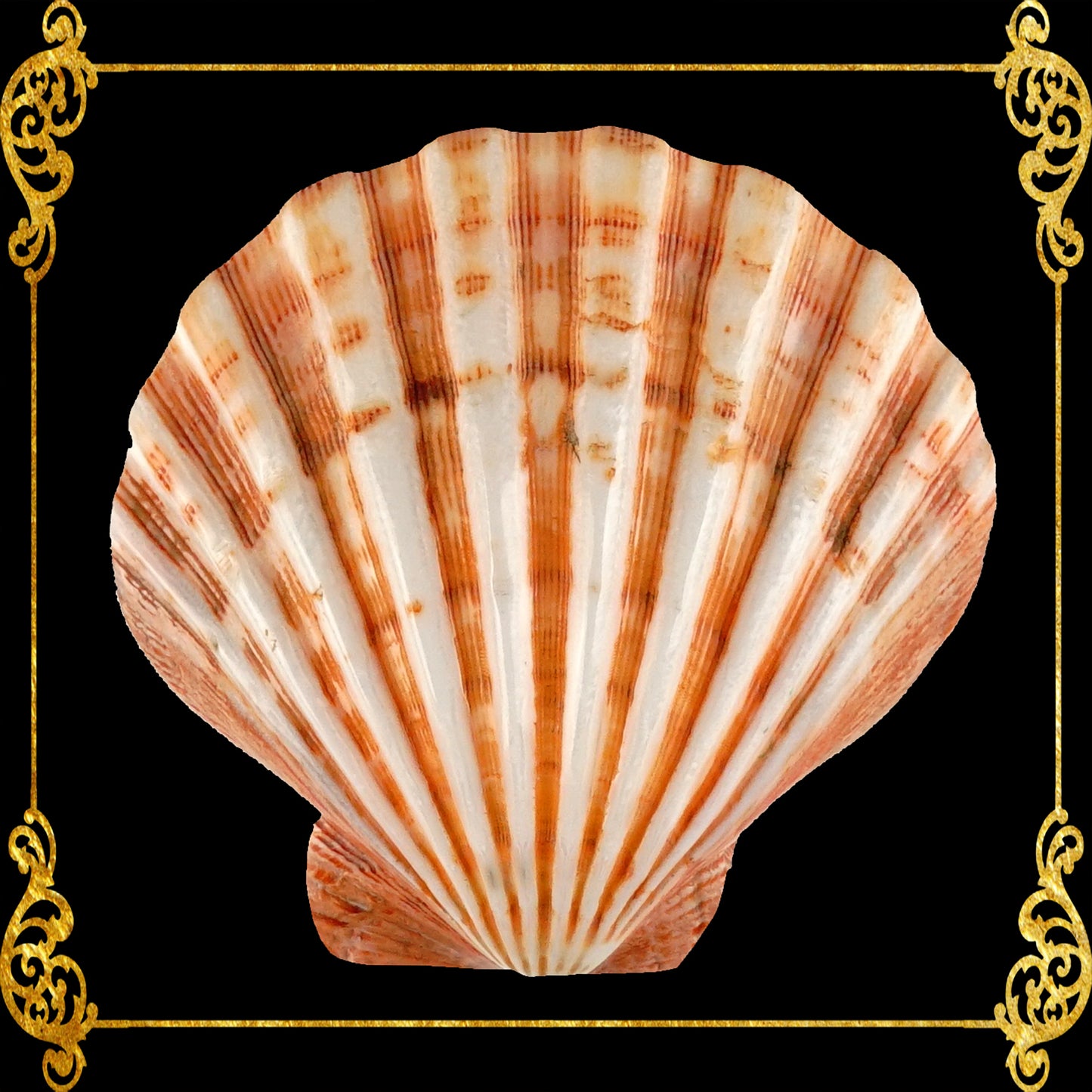 Lions Paw | Lyropecten Nodosa | Polished | 4 - 6 Inches | Large