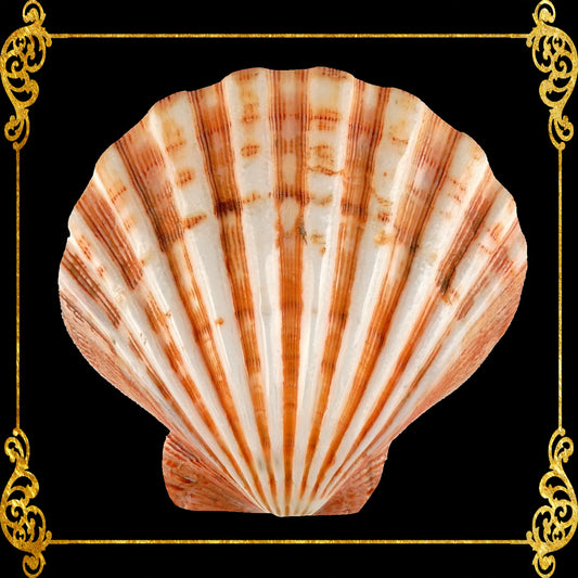 Lions Paw | Lyropecten Nodosa | Polished | 4 - 6 Inches | Large