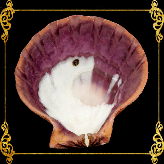 Lions Paw | Lyropecten Nodosus | Natural | 4 - 6 Inches | Large