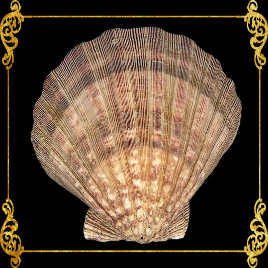 Lions Paw | Lyropecten Nodosus | Brown | 4 - 6 Inches | Large