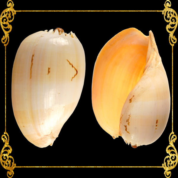 Melon Shell | Crowned Baler | Buffed | 4 - 9 Inches | Large