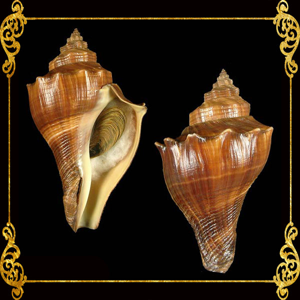 Melongina Cavite | Spiral Melongina | Pugilina Cochidium | 2-5 Inches