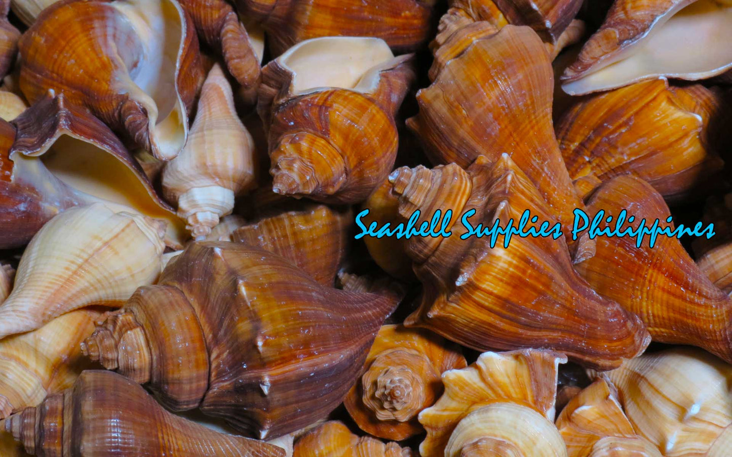 1 Kilo | Melongina Cavite | Spiral Melongina | Seashells | Sea shells