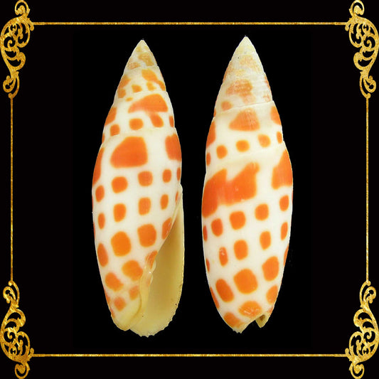 Mitra Mitra | Orange | Episcopal Miter | Mitra Mitra | 2.5 - 5 Inches