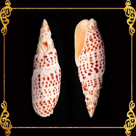 Mitra Papalis | Papal Miter | Mitra Papalis | 3 - 4 Inches