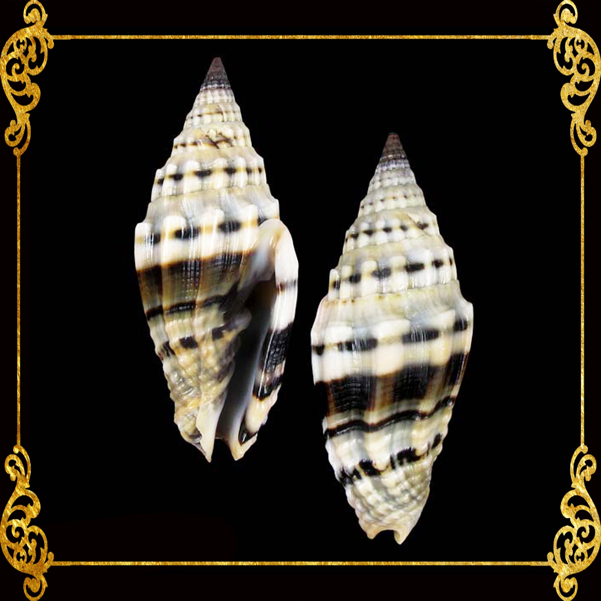 Mitra Rugosum | Rugose Miter | Black | 1.5 - 2 Inches