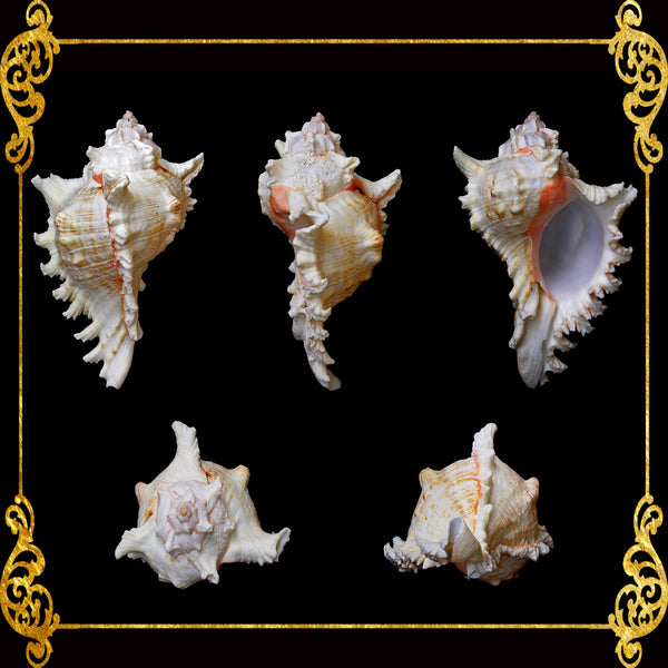Murex Ramusus | Chicoreus Ramosus | 3 - 8  Inches | Large