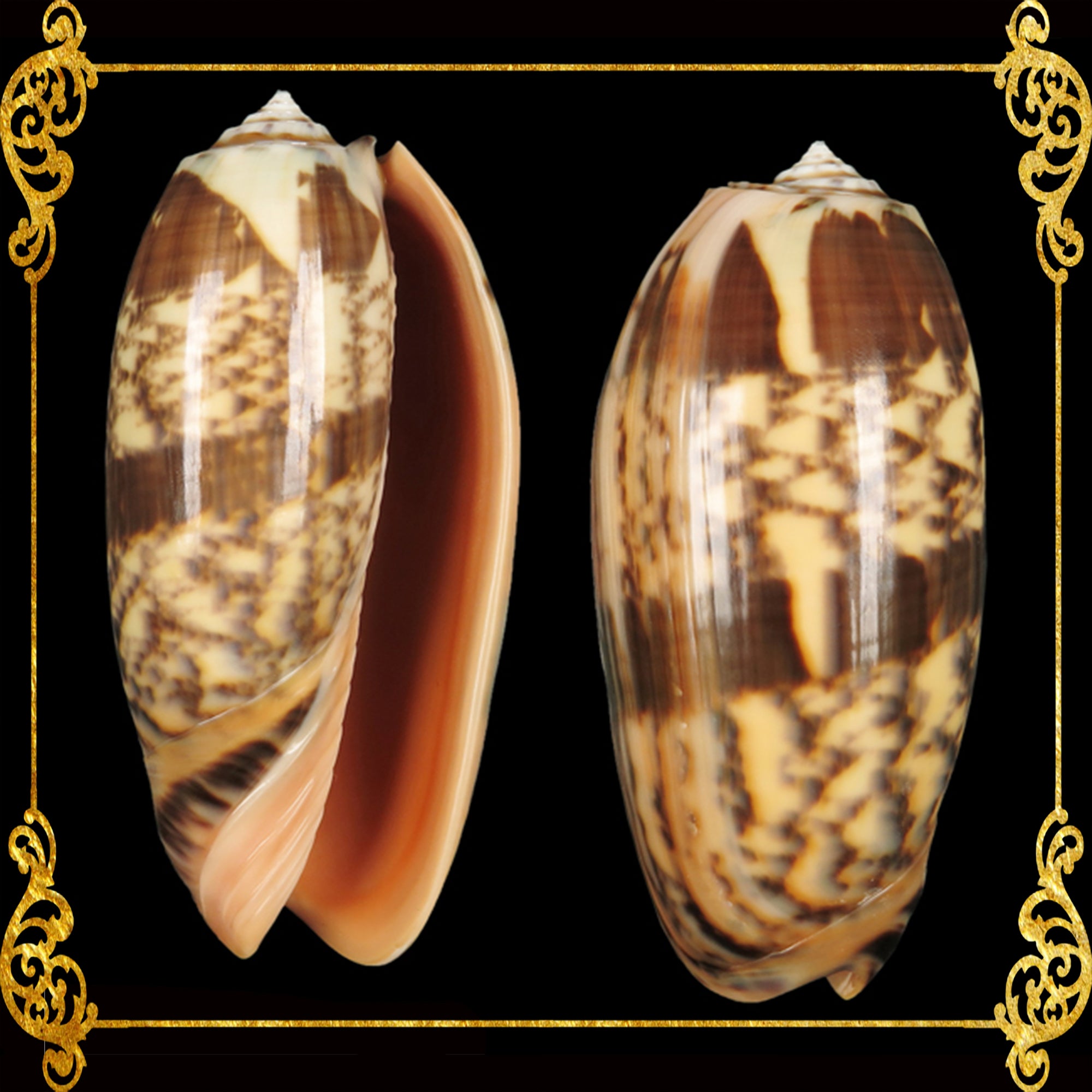Olive Gray | Olive Shells | 2 - 3.5 inches – Seashell Supplies Philippines