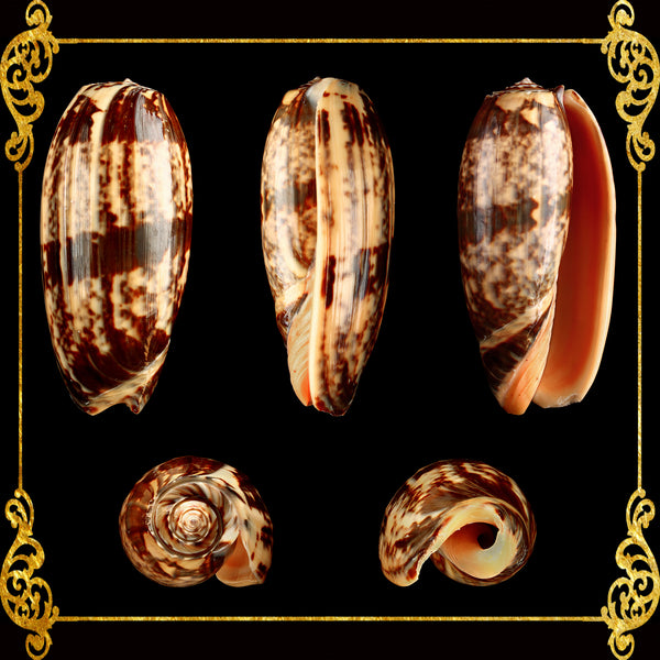Olive Miniacea | Pacific Common Olive | 1 - 3.9 Inches