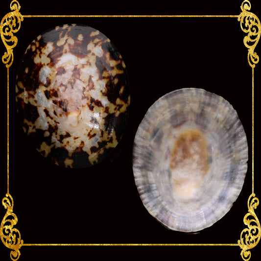 Patella | Common Turtle Limpet | Polished | 2 - 3 Inches