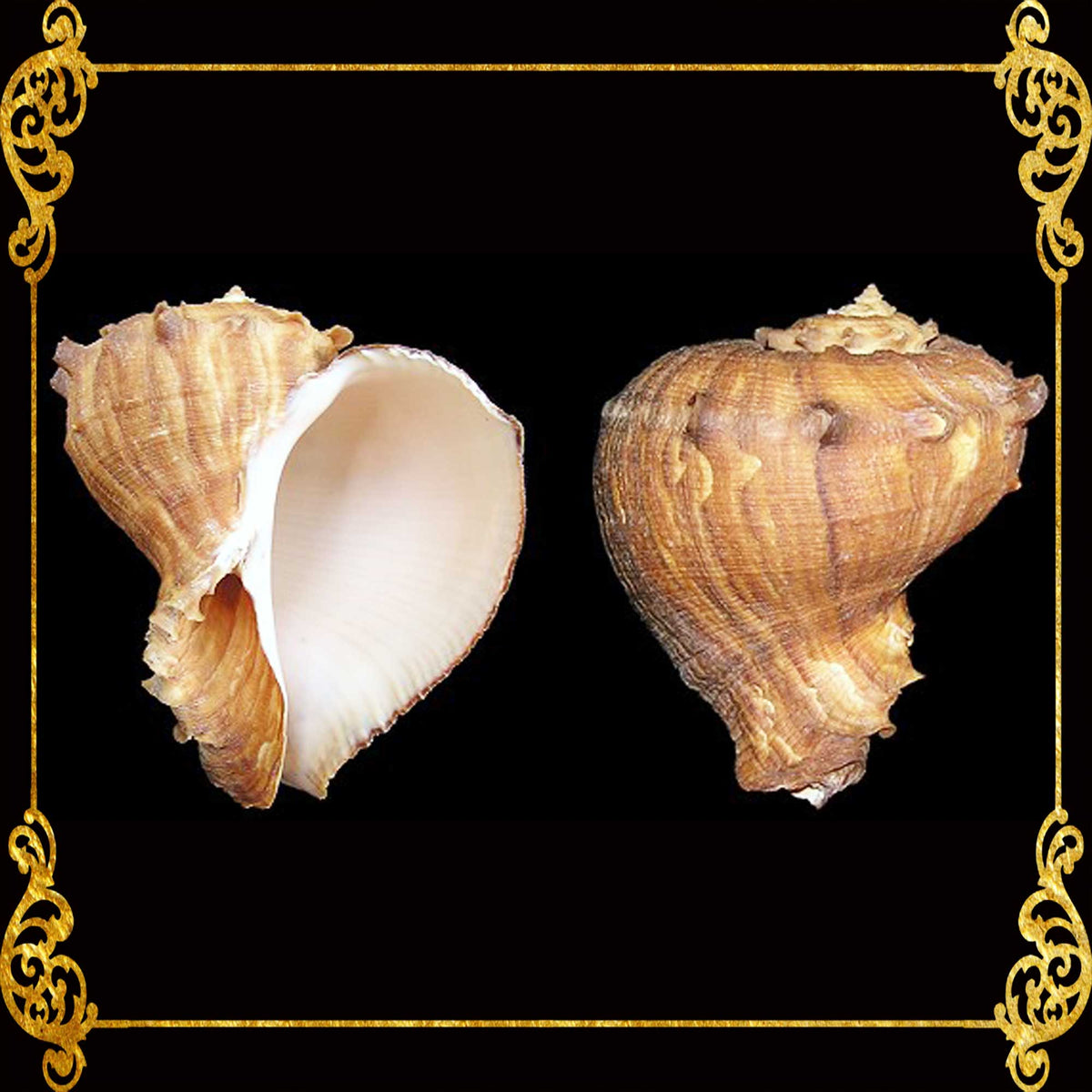 Rapana | Rapana Rapiformis | 2 - 4 Inches