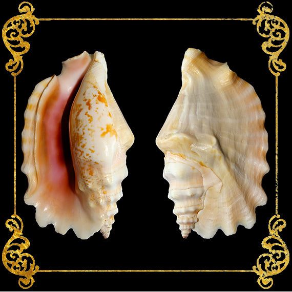 Sinuatus | Laciniate Conch | 3.5 - 4 Inches