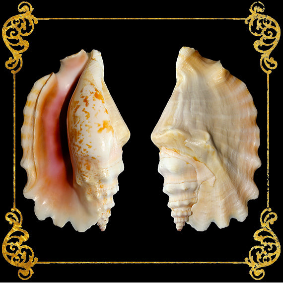 Sinuatus | Laciniate Conch | 2 - 5 Inches