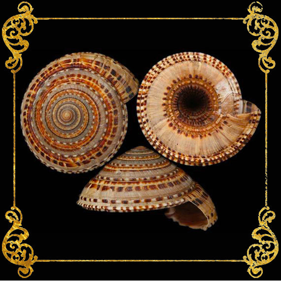 Small Shells