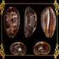 Testudinaria Cyprea | Tortoise Cowry | 3 - 4.5 Inches