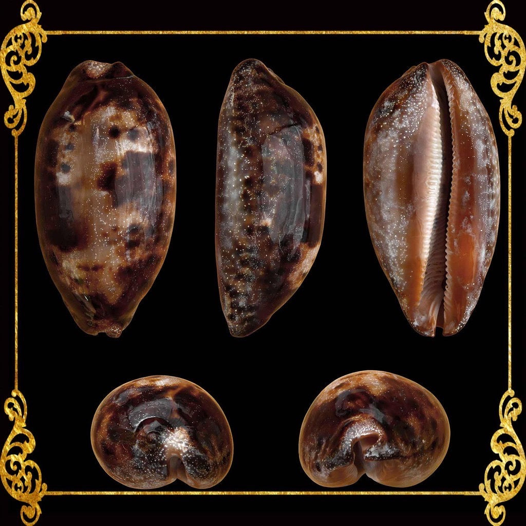 Testudinaria Cyprea | Tortoise Cowry | 3 - 4.5 Inches