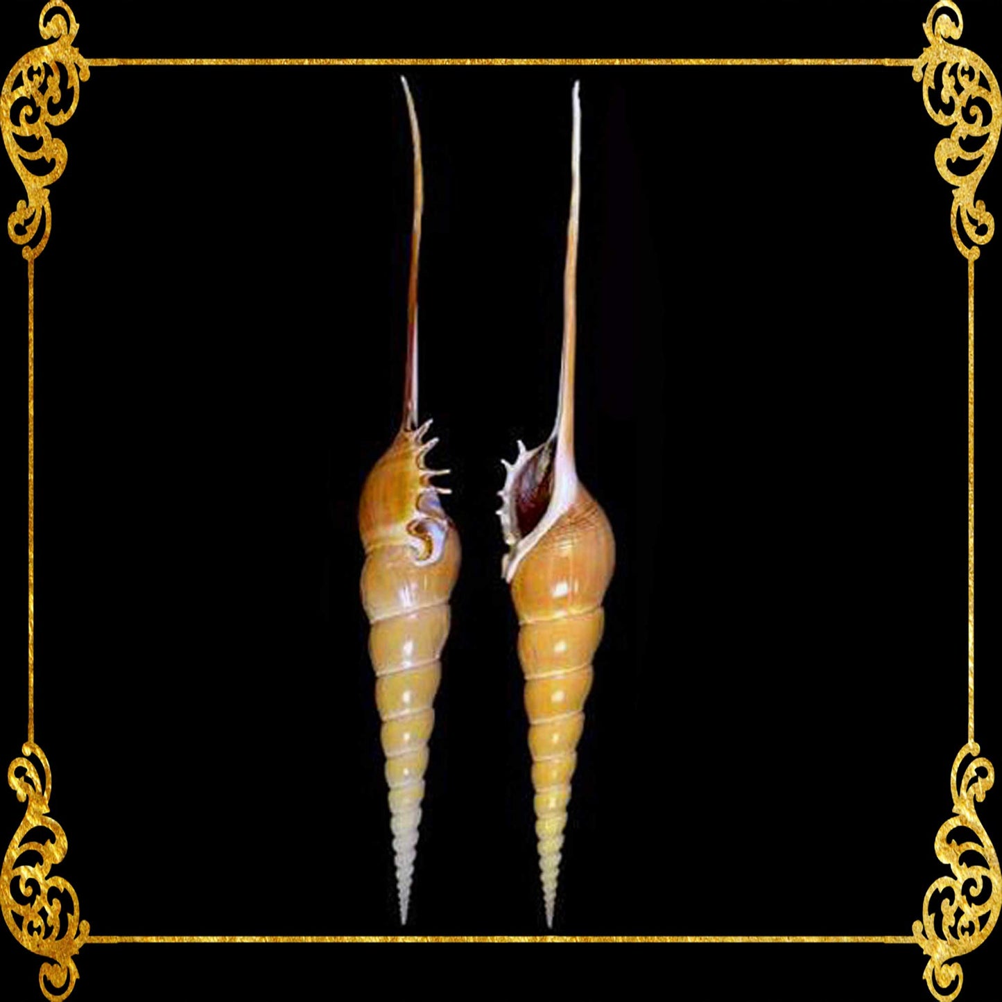 Tibia Fusus | Shinbone Tibia | Tibia Fusus | 6.5 - 7.5 Inches | Large