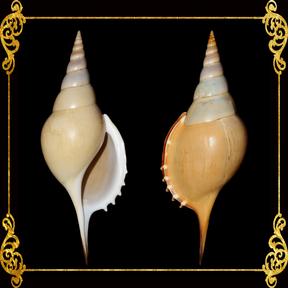 Tibia Martini | Martin's Tibia | Rostellariella Martini | 2 - 6 Inches