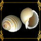 Tonna Allium | Costate Tun | Tonna Allium | 2 - 4 Inches