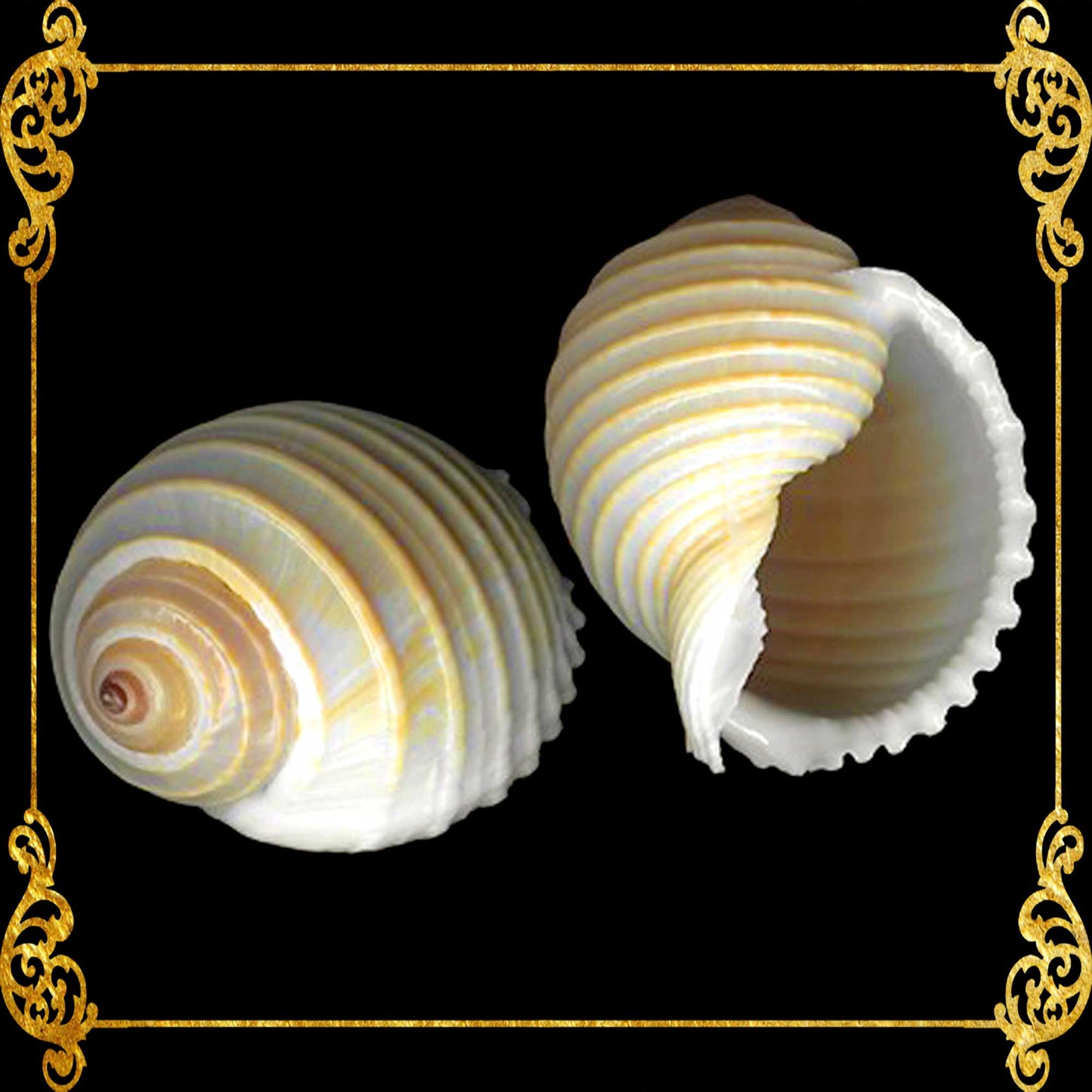 Tonna Allium | Costate Tun | Tonna Allium | 2 - 4 Inches