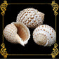 Tonna Tesselata | Mosaic Tun | Tonna Tessellata | 2 - 4 Inches