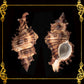 Torrectactus | Chicoreus Torrefactus | Firebrand Murex | 2 - 4 Inches