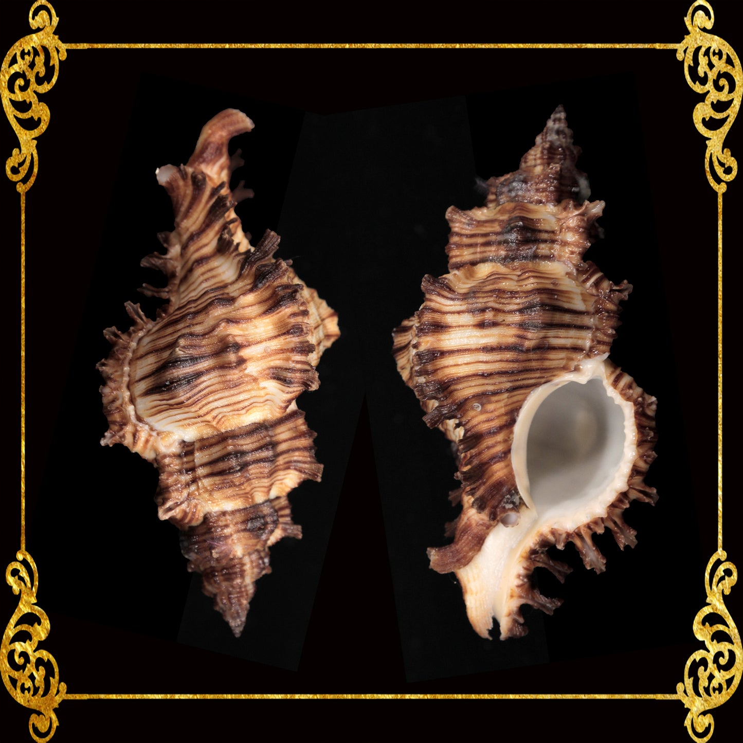 Torrectactus | Chicoreus Torrefactus | Firebrand Murex | 2 - 4 Inches