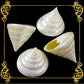 Troca Pearlized White | Shaped Top | Trochnus Conus | 2 - 4 Inches