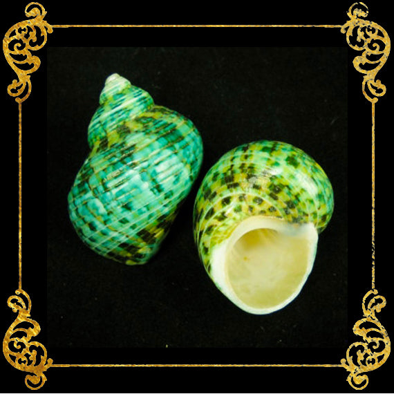 Turbo Green Natural | Buffed | Crass Turban | 1 - 3.9 Inches