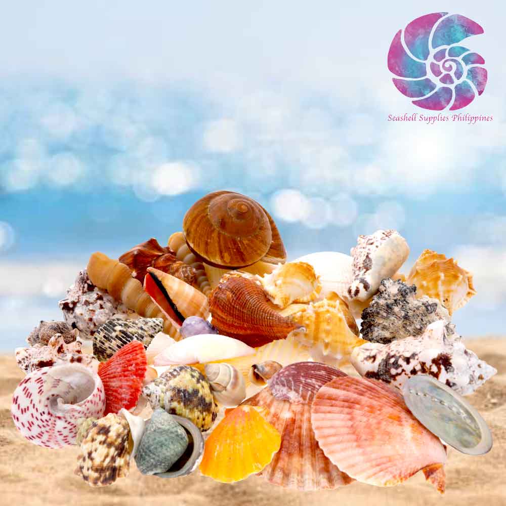Mixed Sea Shell in Organza Bag | 250 Grams | Assorted Seashells