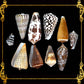 Mixed Sea Shell in Organza Bag | 350 Grams | Assorted Cones