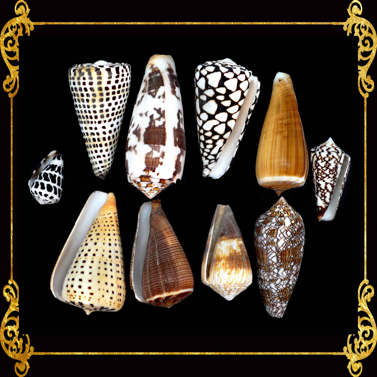 Mixed Sea Shell in Organza Bag | 350 Grams | Assorted Cones