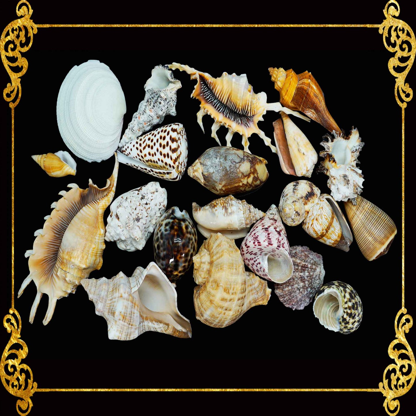 Mixed Sea Shell in Organza Bag | 600 Grams | Aquarium Pack