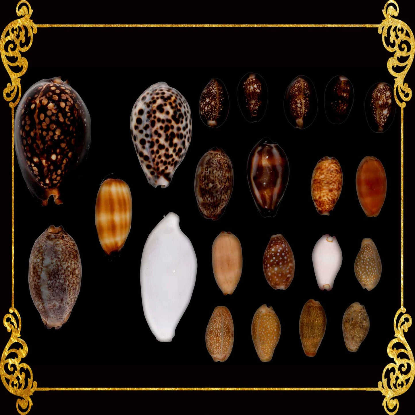 Mixed Sea Shell in Organza Bag | 350 Grams | Assorted Cowries