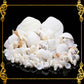 Mixed Sea Shell in Organza Bag | 250 Grams | Assorted White Shells