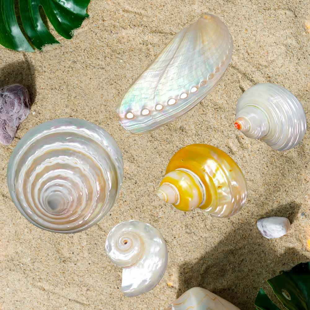 Mixed Sea Shell in Organza Bag | Pearlized Shells