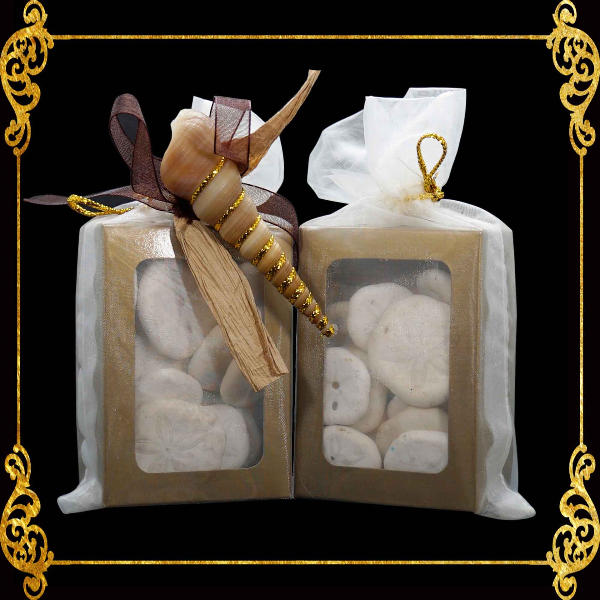 Seashell Pack | Sand Dollar | 20pcs