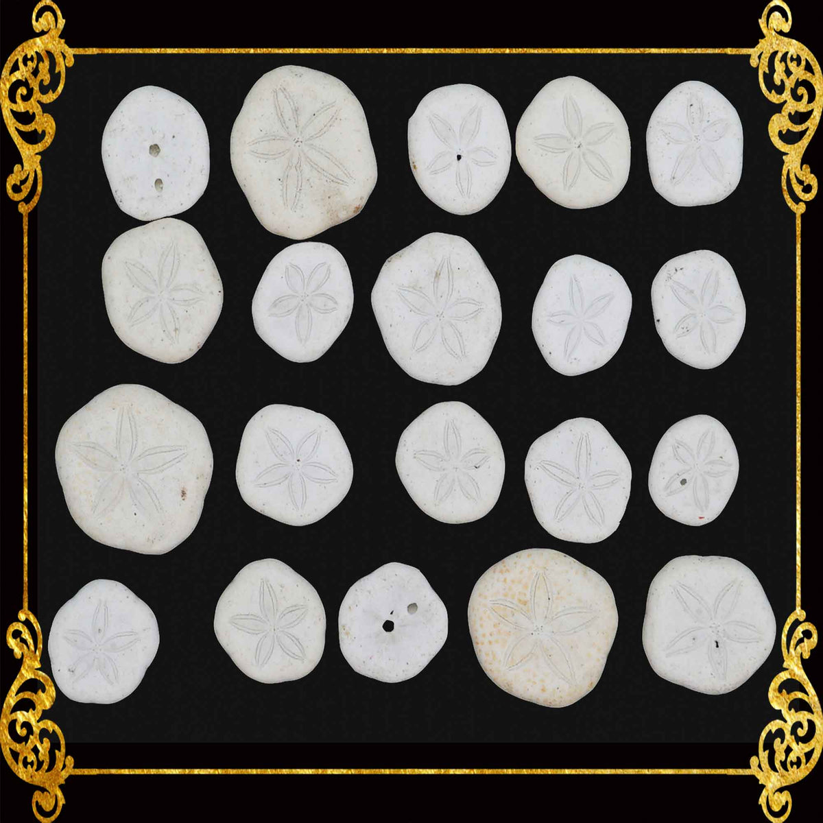 Seashell Pack | Sand Dollar | 20pcs