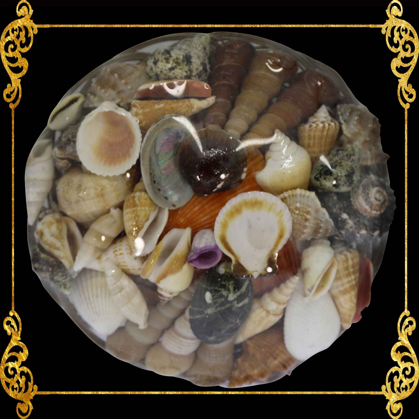 Mixed Sea Shell in a Native Basket | 10 Inches